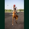 Course 8 26/05/2026 - photos course hippodrome paris vincennes trot