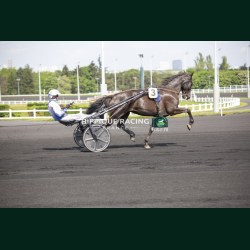 Heat Henrique - photos course hippodrome paris vincennes trot