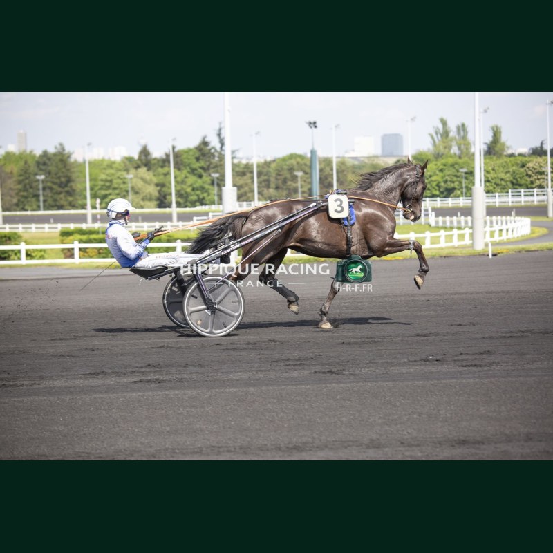 Heat Henrique - photos course hippodrome paris vincennes trot