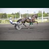 Heat Henrique - photos course hippodrome paris vincennes trot