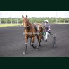 Course 1 29/05/2026 - photos course hippodrome paris vincennes trot