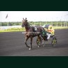 Course 2 29/05/2026 - photos course hippodrome paris vincennes trot