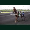 Course 6 29/05/2026 - photos course hippodrome paris vincennes trot