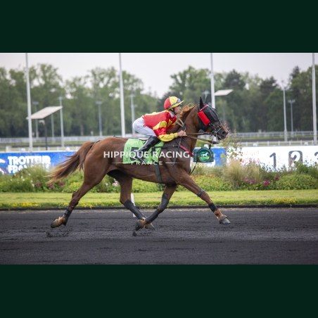 Heat Course 8 - photos course hippodrome paris vincennes trot