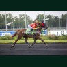 Heat Course 8 - photos course hippodrome paris vincennes trot