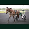 Course 2 06/06/2026 - photos course hippodrome paris vincennes trot