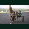 Course 3 06/06/2026 - photos course hippodrome paris vincennes trot