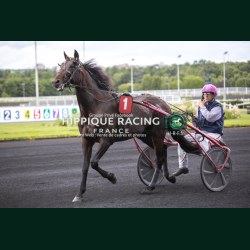 Course 5 06/06/2026 - photos course hippodrome paris vincennes trot