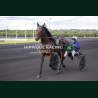 Course 6 06/06/2026 - photos course hippodrome paris vincennes trot