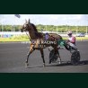Course 7 06/06/2026 - photos course hippodrome paris vincennes trot